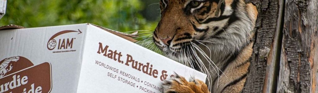 Tiger with a Purdie Worldwide Moving Box Tiger with a Purdie Worldwide Moving Box